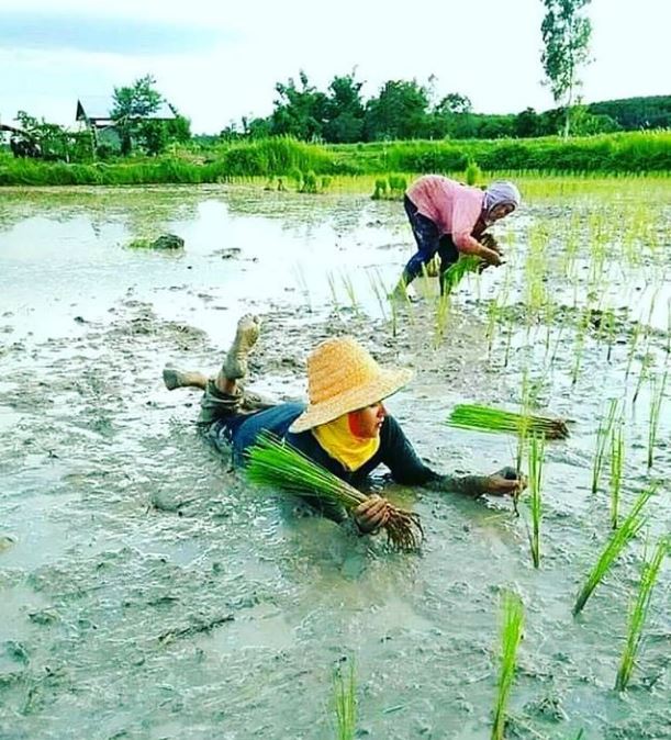 Kelakukan Nyeleneh Beberapa Petani yang bikin ngakak